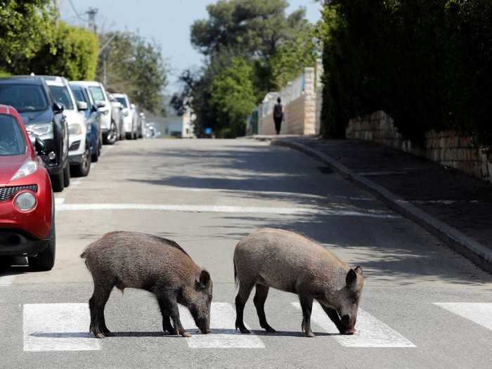 Wild animals are even invading cities, like these boars causing distress in a residential area in Haifa, Israel.