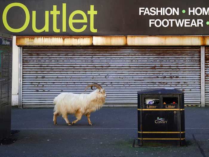 In the last few weeks, all sorts of animals have been seen strolling through streets around the world, like these shaggy mountain goats seen walking through a town in Wales in late March.