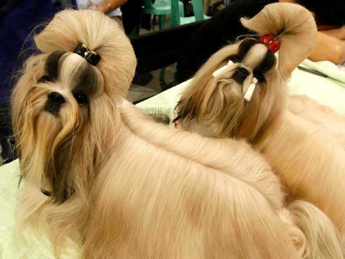 Shih tzu puppies sported voluminous bow-shaped hairdos at a dog show in 2012.