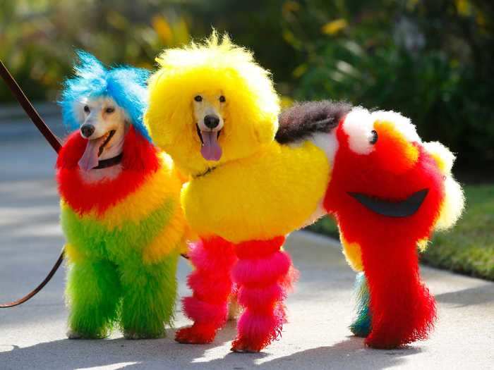 Professional dog groomer Catherine Opson gave her dogs a Sesame Street-themed look.