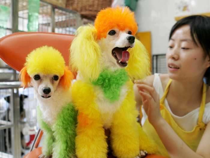 Poodles in Chongqing, China, also received a vibrant makeover.