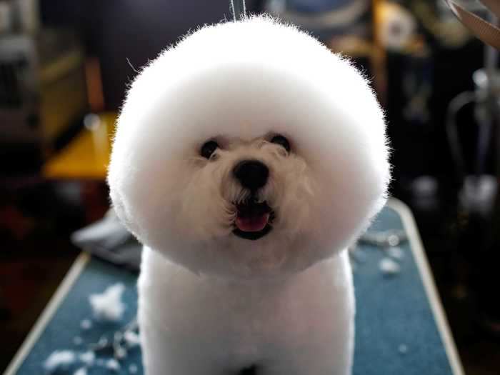 Bichon frise dogs are super fluffy.