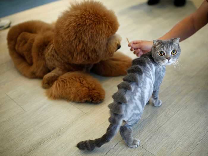 A pet shop in Tainan, Taiwan, gave a cat a "stegosaurus spine" made of fur.