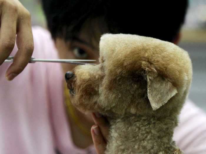 A dog in Taipei, Taiwan, rocked a flat-top hairstyle.