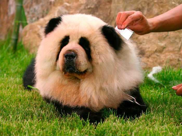 A chow chow dog was dyed to look like a panda at a zoo in Zhengzhou, China.