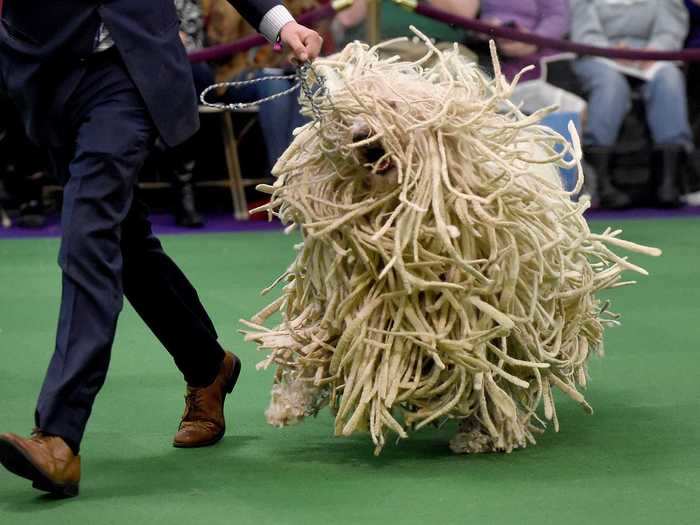 Komondor dogs are also known as "mop dogs" for obvious reasons.