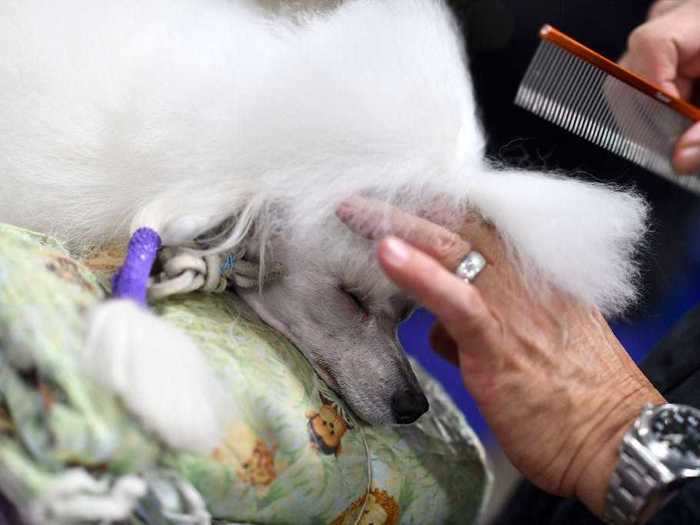 At the 2019 National Dog Show, dogs relaxed while they were groomed behind the scenes.