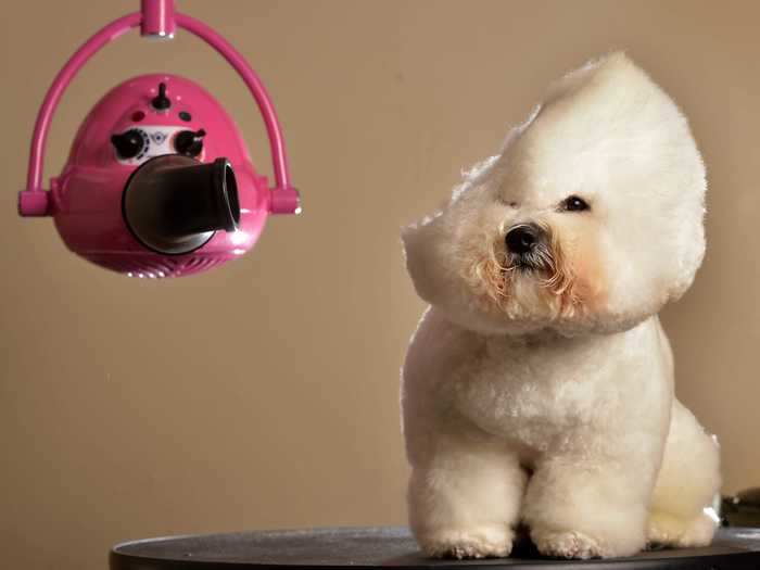 Dash the bichon frise got a blowout at a salon in Melbourne, Australia.