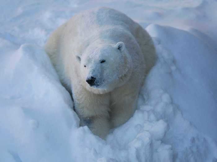 ...or, in Greenland, a 1,400 lb polar bear.