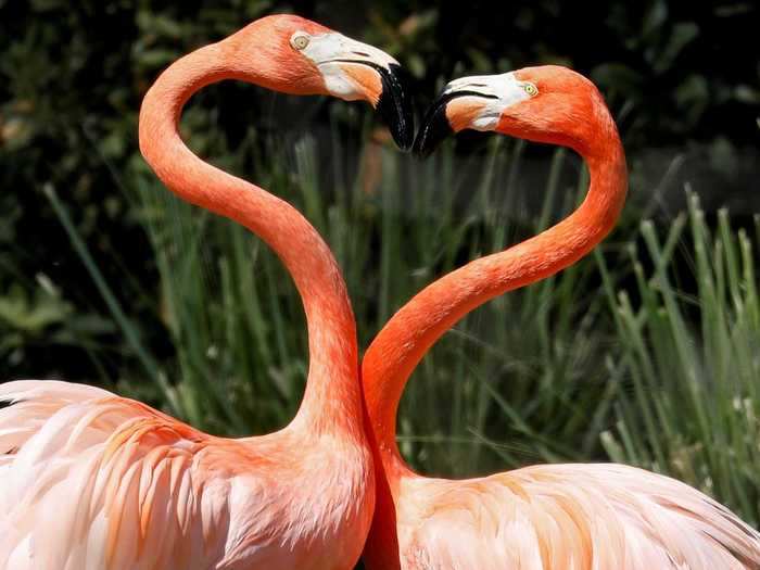 These flamingos formed a heart with the curves of their long necks.