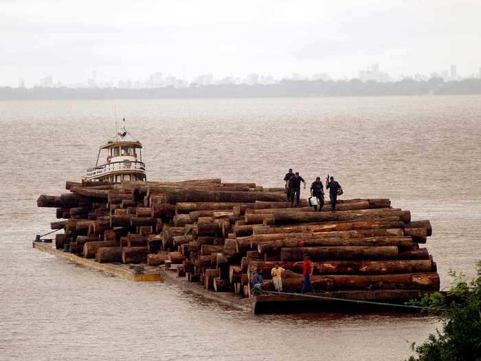 In Brazil, illegal logging fuels rapid deforestation.