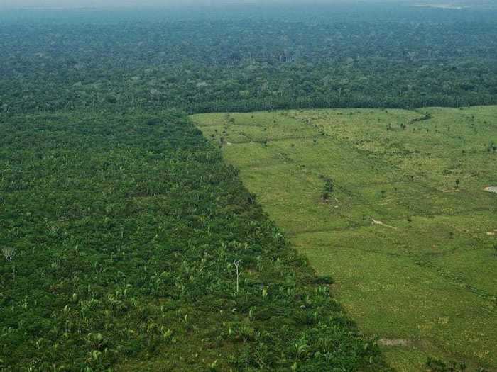 Farmers illegally clear patches of the rain forest to grow more crops and graze more livestock.