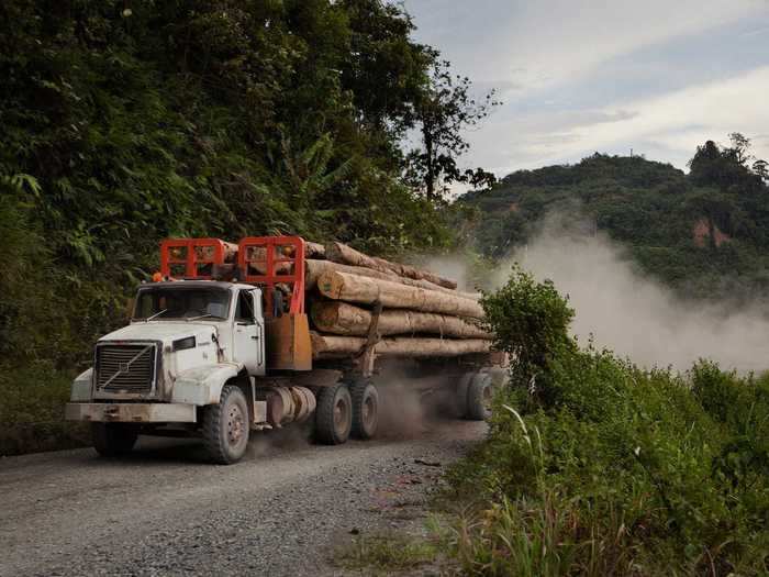 Borneo, Malaysia, has lost half of its forest cover at a rate of 1.3 million hectares per year, according to the World Wildlife Fund.