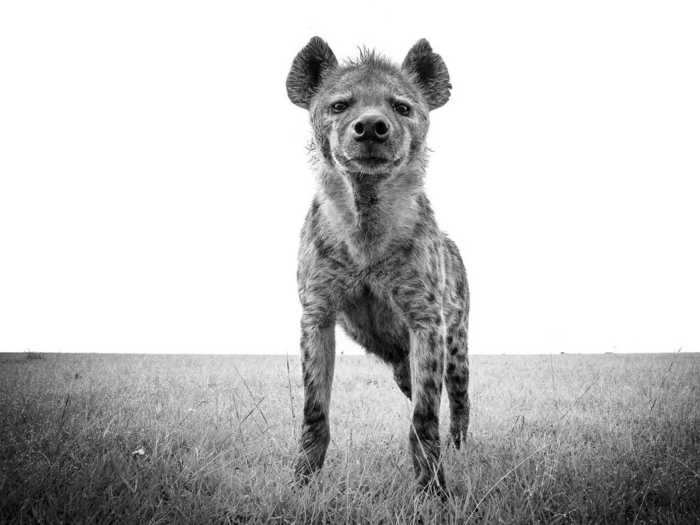 To capture up-close photos of animals like this hyena, Purdy attached a remotely activated camera to a remote-controlled car.