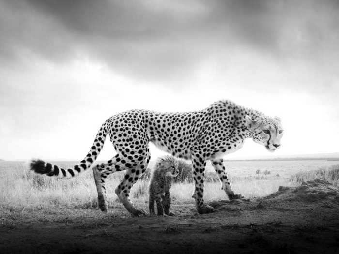 For three days, Purdy followed a mother and her cub waiting for the right conditions for the photo.