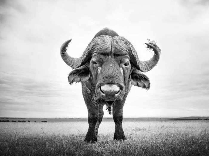  Buffalo have even been known to attack other animals on the savanna. 