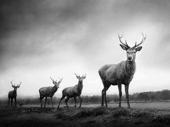 Capturing up-close photos of red deer proved to be just as challenging.