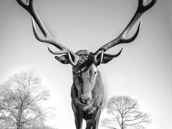 Due to mating patterns, red deer let their guard down only four months out of the year.