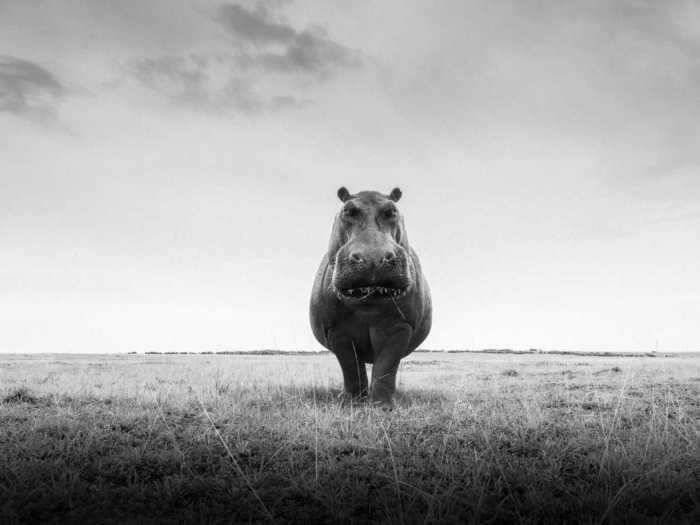 Despite their reputation as killers, the hippos were actually very shy.