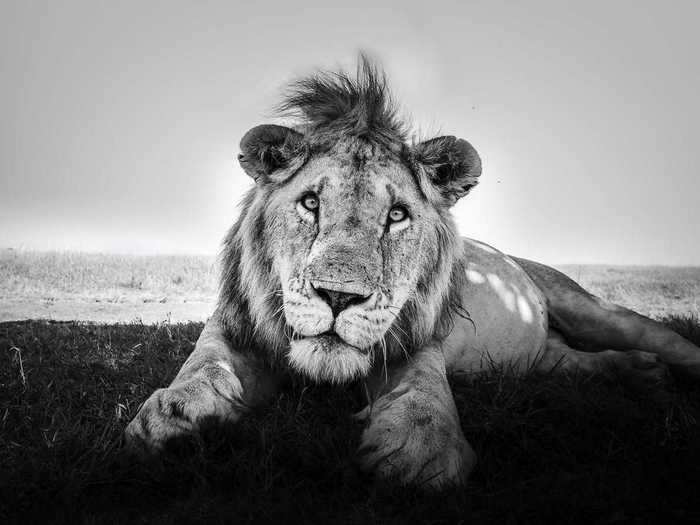 The only time Purdy felt fear was when he took photos of a group of lionesses and their cubs.