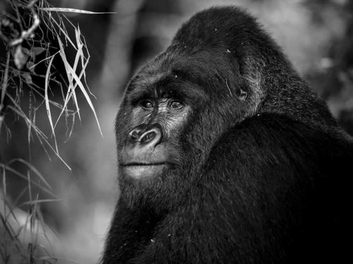 When visiting the gorillas, Purdy had a very small window to get the shot he wanted.