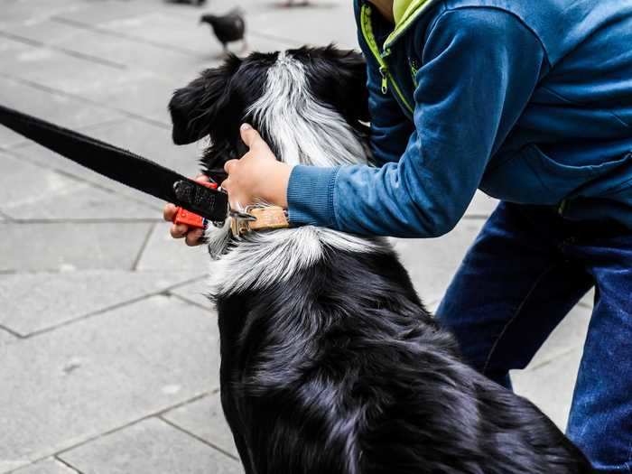 Fostering a pet can be confusing for children