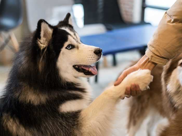 Fostering can be a great experience for both pets and people.