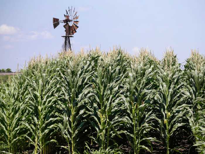 IOWA: Cornfields