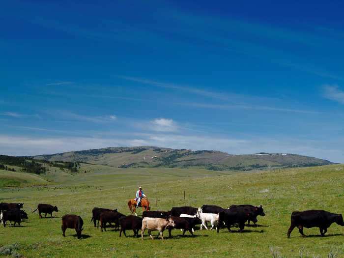 MONTANA: Cowboys