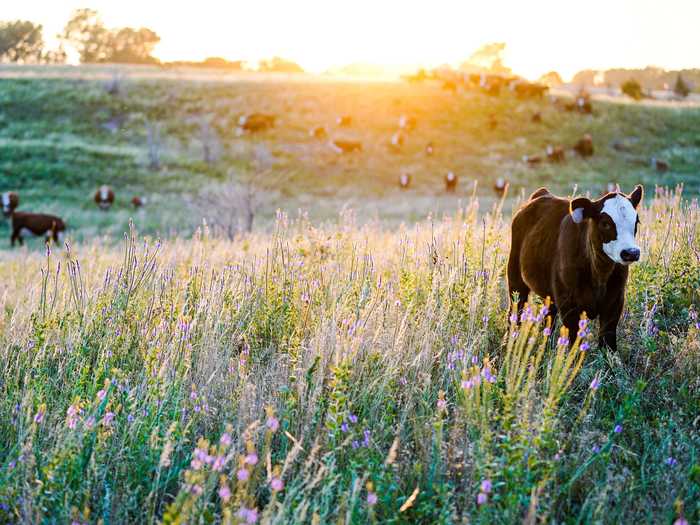 NEBRASKA: Cattle