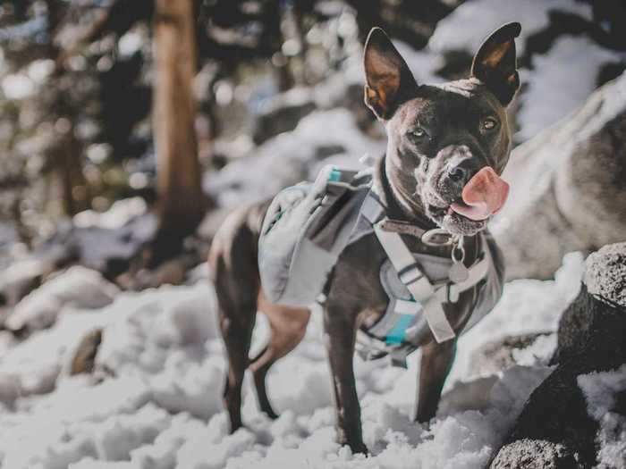 A dog backpack to hold food and supplies