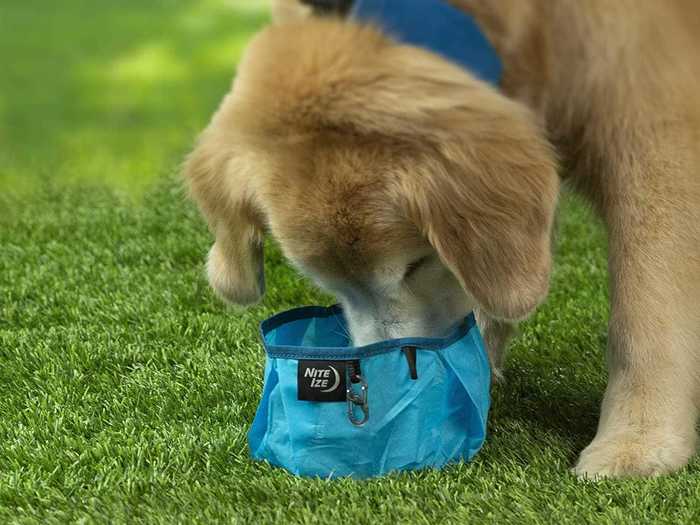 A lightweight, collapsible dog bowl