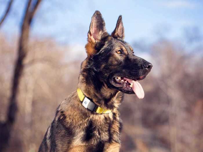 A dog collar with GPS tracking