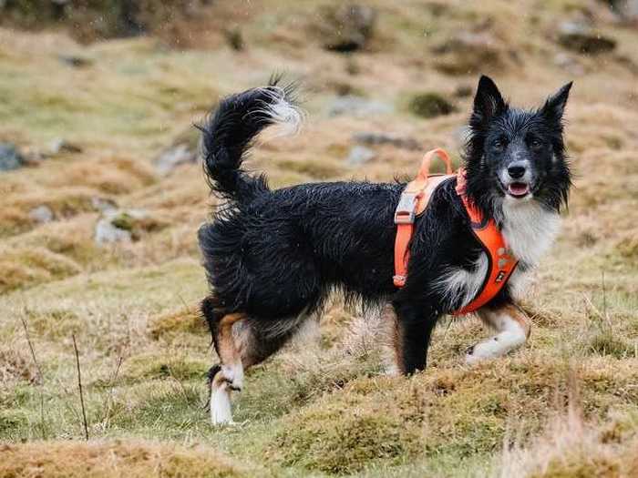 A sturdy, comfortable harness made for active dogs