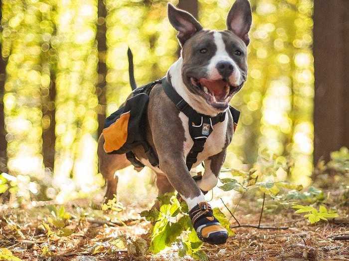 A pair of rugged boots to protect their paws