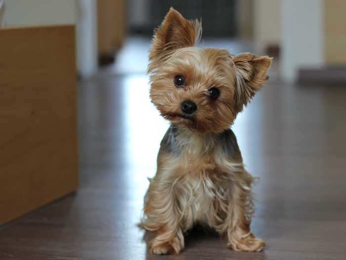 Most Yorkshire terriers are tiny and only need about 15 minutes of exercise a day.