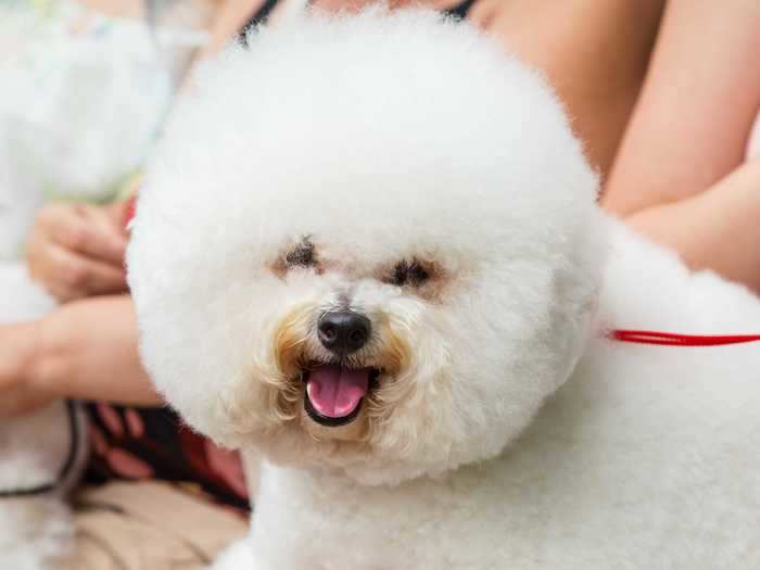 Bichon frise are known for being both low-shedding and quiet.