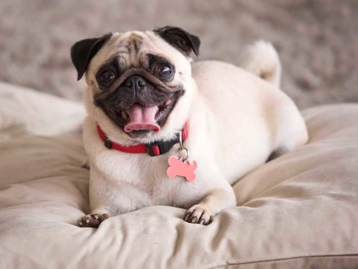 Most pugs are perfect for small living spaces.