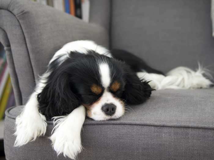 Cavalier King Charles spaniels are mid-sized dogs with low exercise needs.