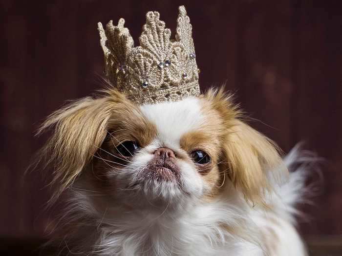 Initially bred as companion dogs for nobility, Japanese chin pups have a distinctive look and aren