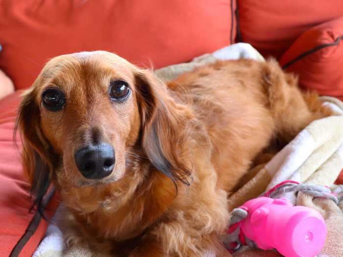 Miniature dachshunds should avoid running around too much, so living in a small space is ideal for them.