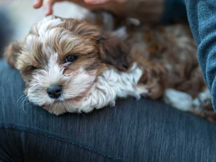 Havanese are lovable couch potatoes.