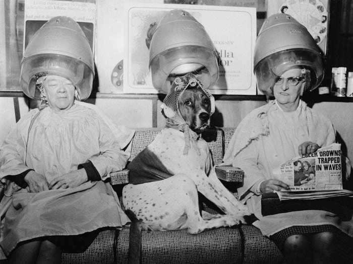 Even dogs were treated to a pampering session every now and then.