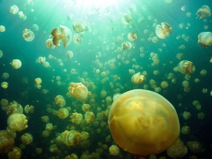 The oceans are home to bizarre but majestic creatures, such as jellyfish, which lack a brain, heart, and even eyes.