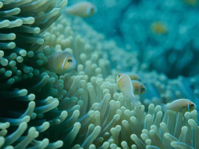 Ocean creatures, like the clownfish and sea anemone, live together in a delicate balance. Immune to a sea anemone