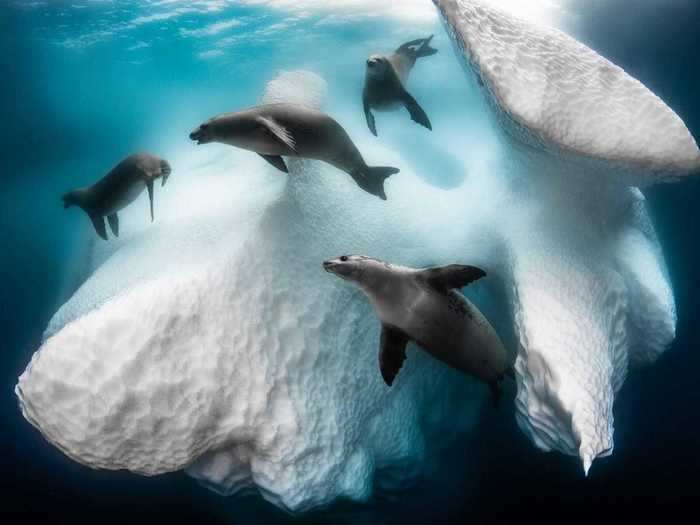 Seals glide peacefully around an iceberg in this award-winning photograph.