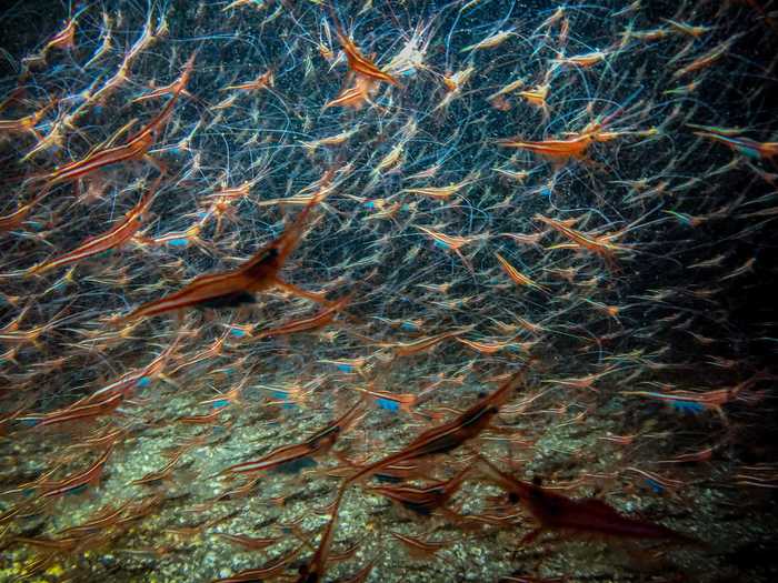 There are over 2,000 species of shrimp swimming in the world