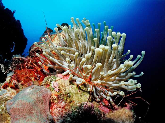 The yellowline arrow crab lives among coral reefs in both the Caribbean and Atlantic Ocean.