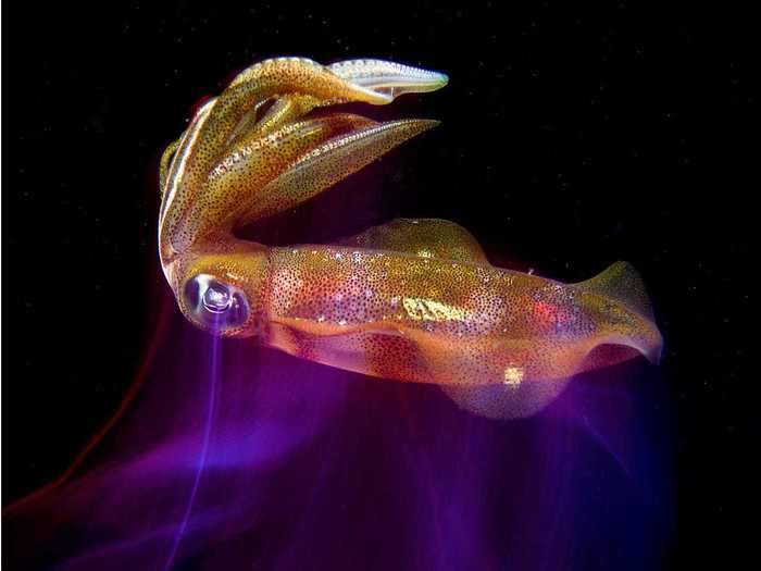 Luminescent sea creatures, like this reef squid, adapt to living in the dark depths of the oceans.