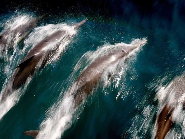 Dolphins are among the most social creatures found in the oceans. They usually swim together in a pod that can number a dozen or more.